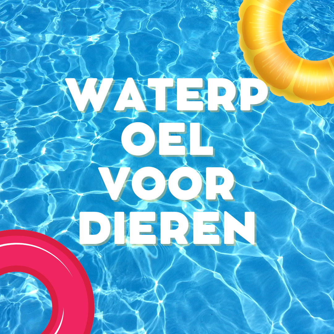 Ontdek de voordelen van een waterpoel voor dieren, van hydratatie tot recreatie.